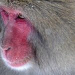 almanyadan turkiyeye kargo 2025 teslimat sureleri ve daha