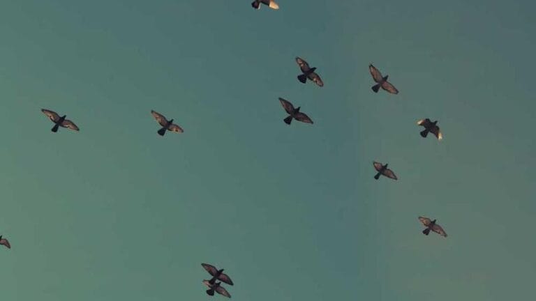 almanyadan turkiyeye ups kargo kolay ve hizli bir sekilde