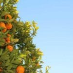 italyadan turkiyeye kargo fiyatlari 2025 en uygun secenek