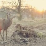 ozbekistana kargo gondermek dhl ile kolay ve hizli teslima