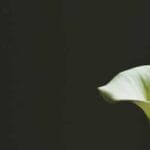 ptt yurtdisi kargo teslimat suresi 2025 beklentileri yonet