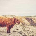 saint vincent ve grenadinlere kargo tatil cennetinin lojis