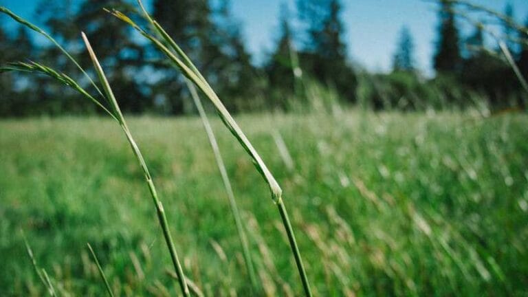 trendyoldan yurtdisi alisveris kapida odeme mumkun mu