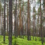 trendyolun yurtdisi kargo macerasi neler nerelere gidiyor