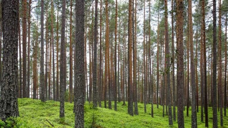 trendyolun yurtdisi kargo macerasi neler nerelere gidiyor