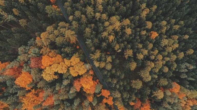 filistin devleti ve 2025 ucak kargo hayali ucabilir mi