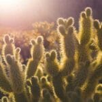 tanzanya kargo sektoru 2025 ve otesi ucsuz bucaksiz bir paz