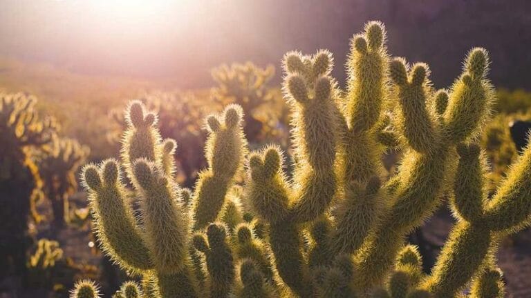 tanzanya kargo sektoru 2025 ve otesi ucsuz bucaksiz bir paz