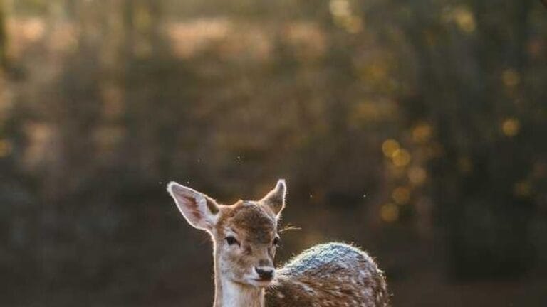 afganistan dhl kargo