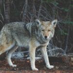 belcika konteyner tasimaciligi