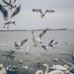 bermuda evrak gonderimi