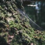 dominik fedex kargo hizli ve guvenilir teslimat