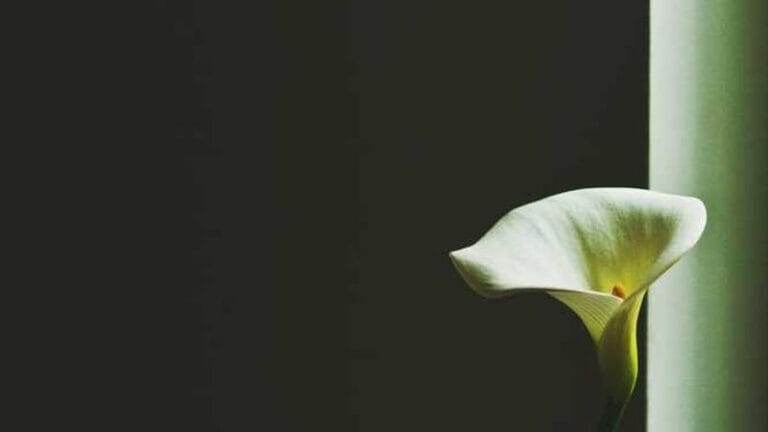 estonya denizyolu tasimaciligi