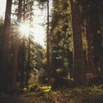 guyana denizyolu tasimaciligi