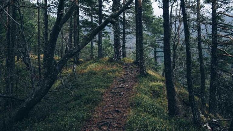 hindistan evrak gonderimi