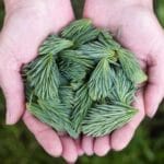 hollanda antilleri dosya gonderimi