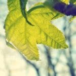 jamaika acil kargo adanin kalbine hizli teslimat