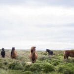 kibris express kargo