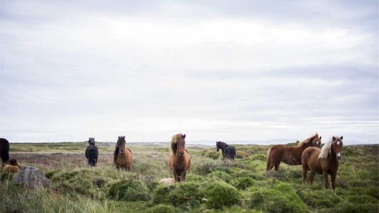 kibris express kargo