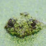 kuzey kore gemi tasimaciligi