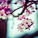 martinik hediye gonderimi