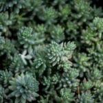 pakistan hizli kargo