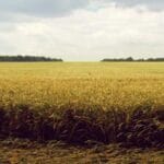 suriye pasaport gonderimi