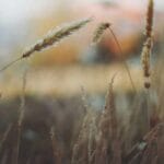 tnt kargo avrupa birligi