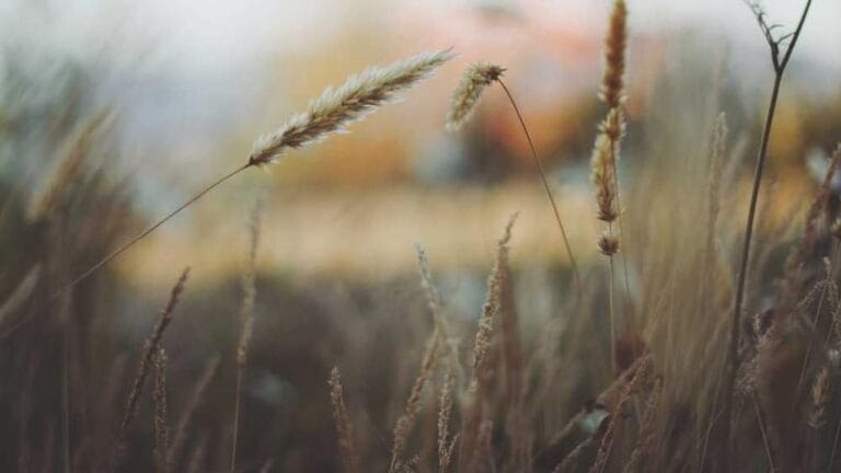 tnt kargo avrupa birligi