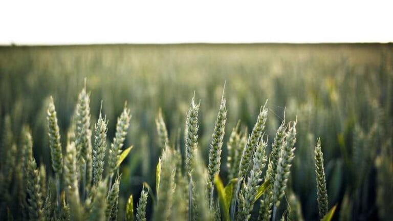 uzak okyanusya evrak gonderimi