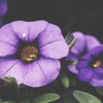 ekvator pasaport gonderimi