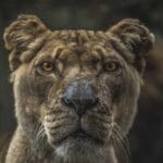 en hizli kargo firmalari listesi 2024 marka adi