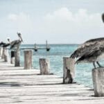 faroe adalari ptt kargo