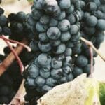 guyana koli gonderimi