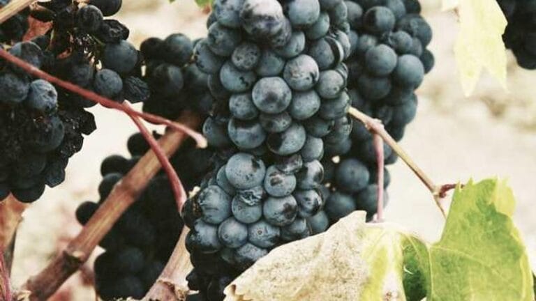 guyana koli gonderimi