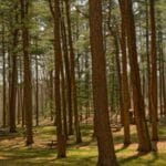 hassas yuk tasimaciligi