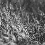 reunion adasina koli gonderimi