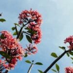 sirbistan karadag ptt kargo