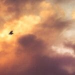 slovakya pasaport gonderimi