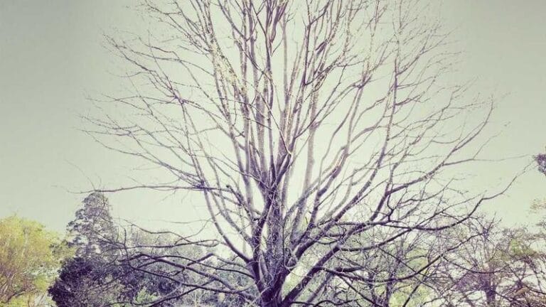 uzak okyanusya denizyolu