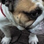 vatikana deniz tasimaciligi