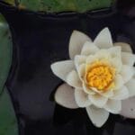 yurtdisi kargo en iyi kampanya firsatlari