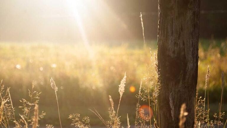 almanyadan turkiyeye kargo ne kadar surer
