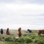 cebelitarika acil kargo hizli guvenilir teslimat