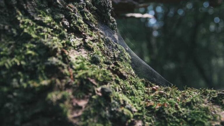 cook adalarina gemi tasimaciligi guvenilir cozumler