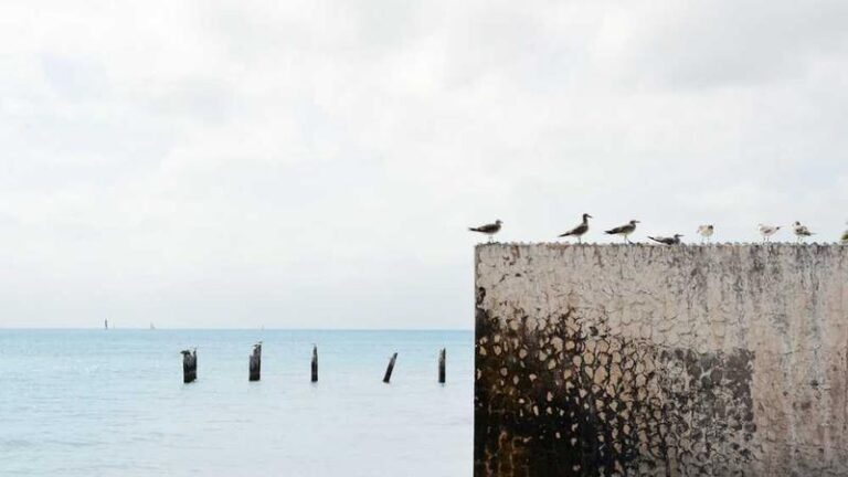 ekvatora konteyner tasimaciligi hizli guvenilir cozumler