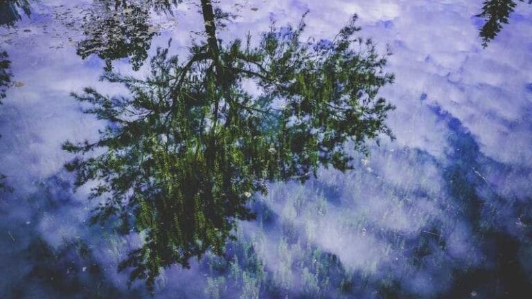 hava kargo canli hayvan tasima guvenli ve hizli cozum