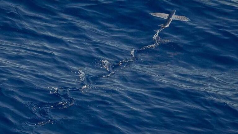 martinik dhl kargo hizli ve guvenilir gonderiler