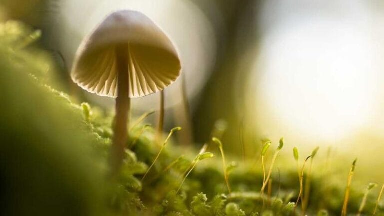 turkiye hollanda kargo hizli guvenilir gonderiler