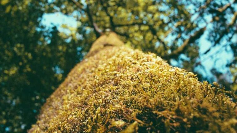 yeni zelandaya paket gonderim kolay ve hizli cozumler